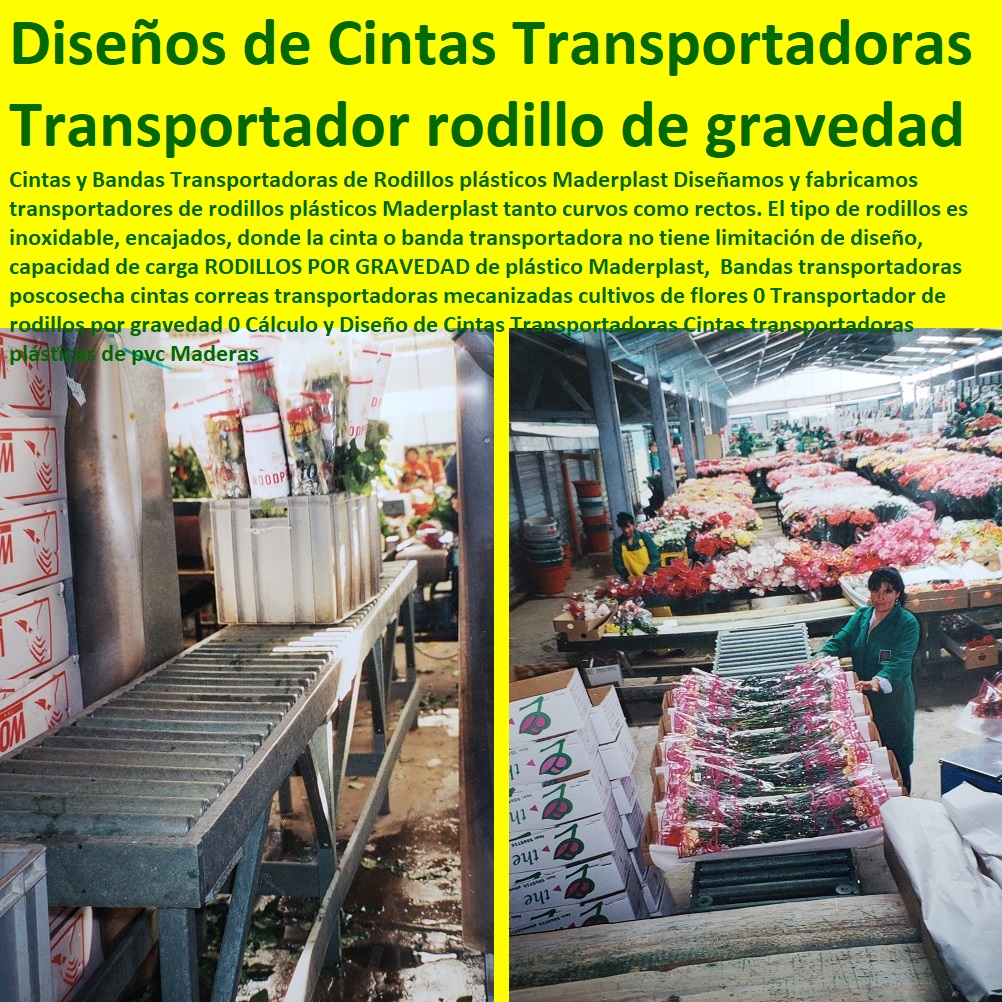 Bandas transportadoras poscosecha cintas correas transportadoras mecanizadas cultivos de flores 0 Transportador de rodillos por gravedad 0 Cálculo y Diseño de Cintas Transportadoras Cintas transportadoras plásticas de pvc Maderas Bandas transportadoras poscosecha cintas correas TUTORES PARA FLORES, CABLE VÍA BANANAS AROMÁTICAS, Cultivos Tecnificados, Invernaderos, Semilleros, Bancos De Siembra, Hidroponía, Agricultura, Cosecha, Poscosecha, transportadoras mecanizadas cultivos de flores 0 Transportador de rodillos por gravedad 0 Cálculo y Diseño de Cintas Transportadoras Cintas transportadoras plásticas de pvc Maderas